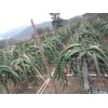 广州番禺力恒火龙果场供应商