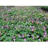 山东夏堇_钰鑫花卉苗木基地划算的夏堇