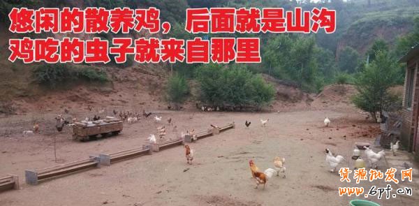 大学生村官山货店 为民造福2
