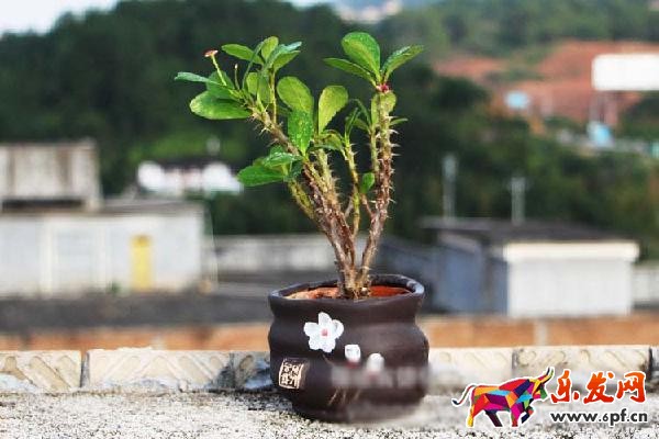 如何作一个图文并茂，引人入胜的详情页?