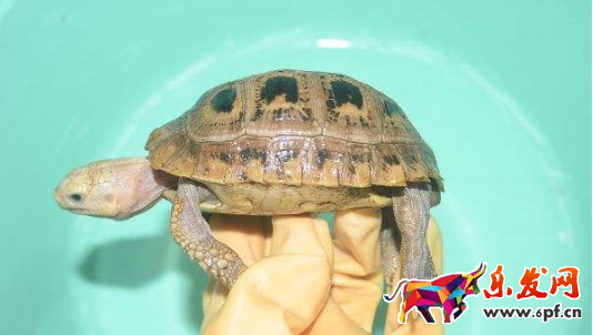 淘宝爬宠店营业执照 淘宝爬宠店营业执照